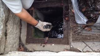 ジカ熱、デング熱を感染させる蚊の繁殖を物理的に不可能にする分別集排水マット敷設工事【雨水桝用】