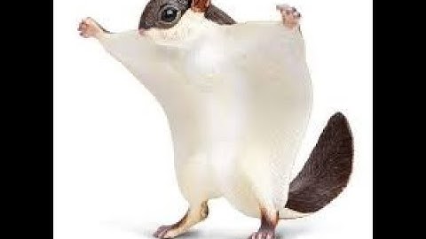 That is dumb flying squirrel