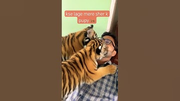 tutorial Lion filter🐅🐅#short#trendingshorts#tutorial