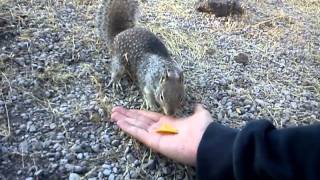 Badass squirrel loves doritos !