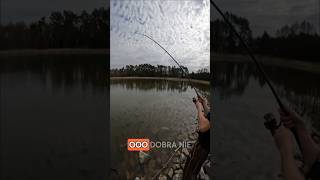 Wielkie ryby z tajemniczego stawu