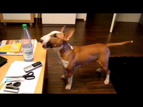 Talking Bullterrier Micky  - Part 7