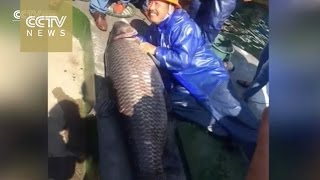 Giant 'Fish King' weighing 90 kg caught in Hangzhou