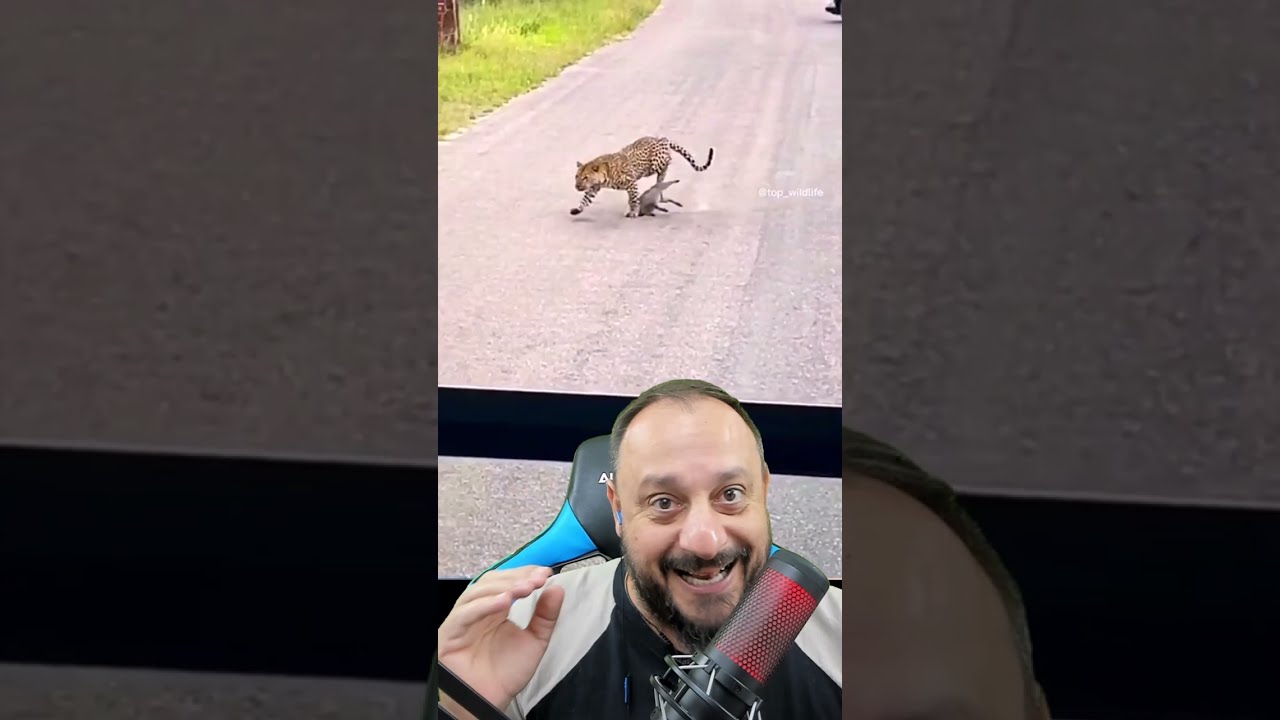 Leopardo capturou o Puma.  Hakuna Matata