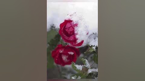 سورة ق               ( القارئ وديع اليمنى ) -(Wadee Al Yemeni) Qaaf   Surah