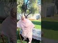 Maa g k lieye special protocol laga diya hai pehlay din South Africa me