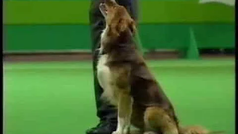 Crufts 99 Dog Obedience Championships - Kathryn Gi...
