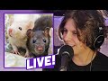 The Selfish Rat Experiment (with NoahFinnce) | Sci Guys Live! (Clip)