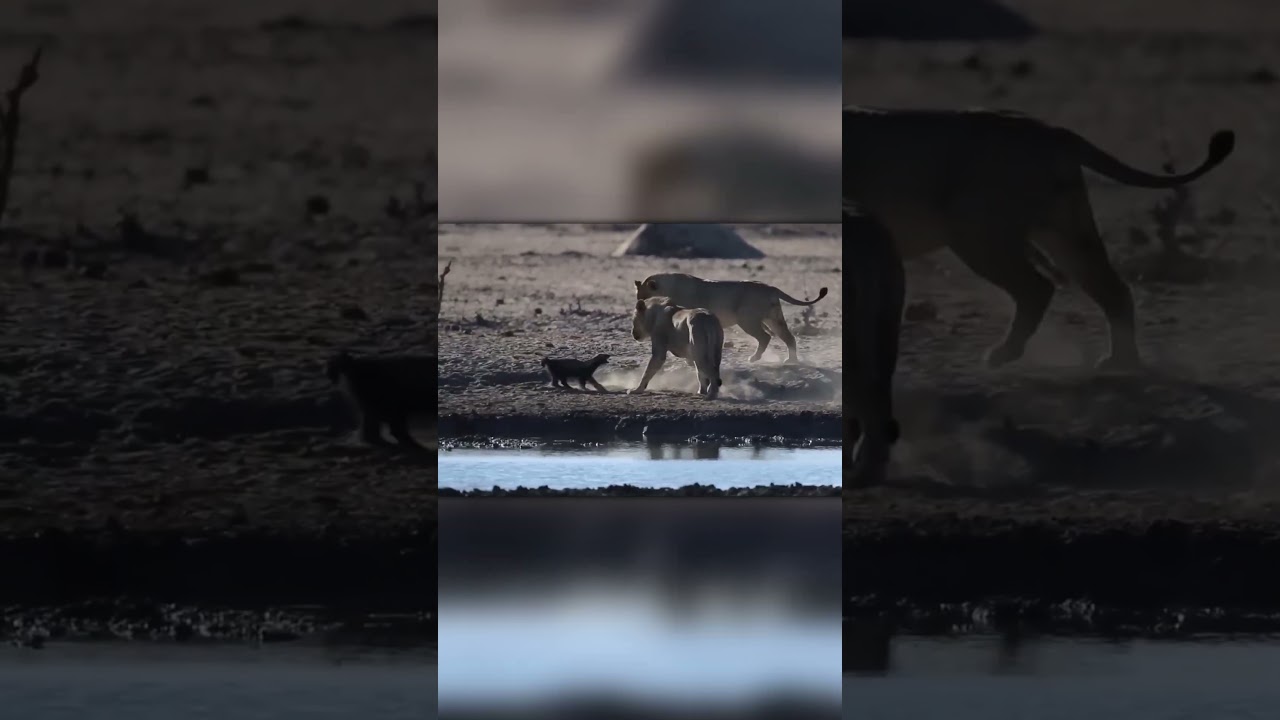 Медоед показывает двум молодым львам, кто здесь главный!