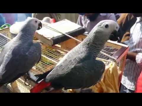 Parrot Care in Urdu on Windows Pc