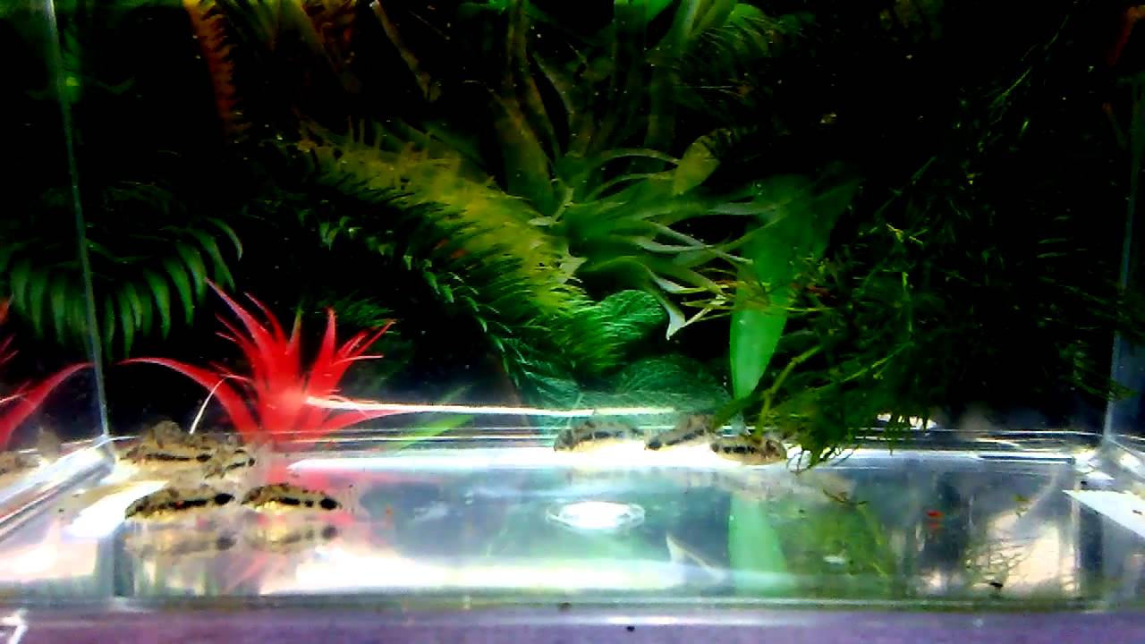 camera iphone 8 plus apk Pygmy Cory (Habrosus)