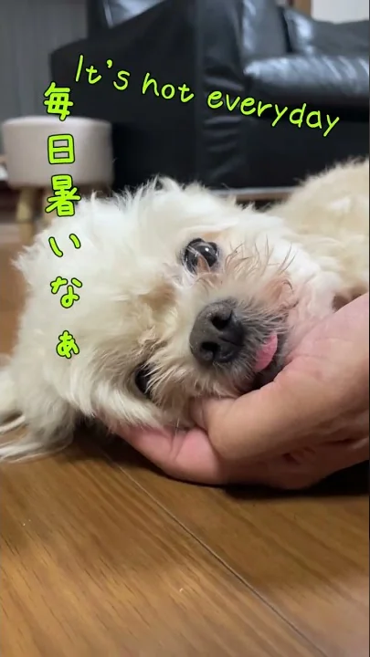 かんさいべんしゃべっt かんさいべんしゃべっt