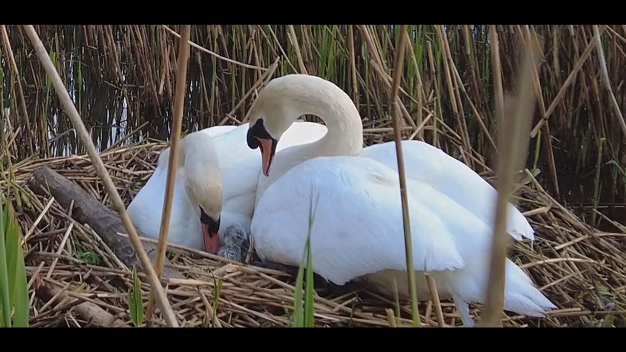 Father swan sees his newborn cygnets for the first time - and snorts with pleasure