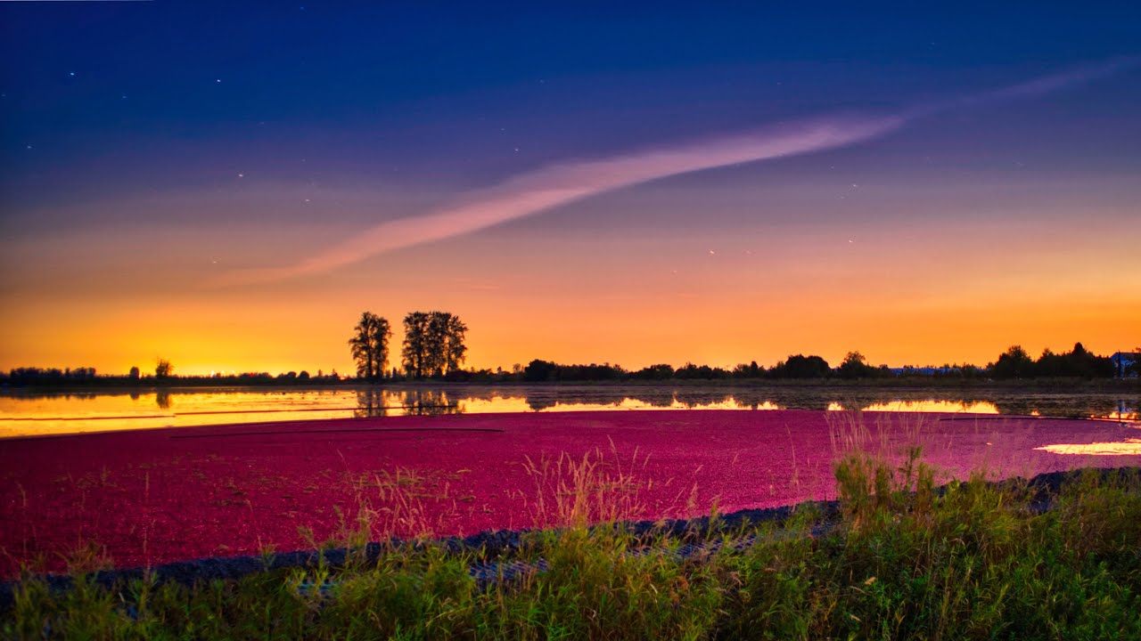 Cranberry Harvest at Pitt Meadows YouTube