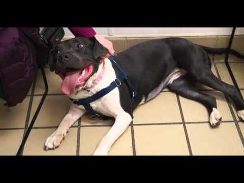 Video: Adoptable Dog of the Week - Brittney