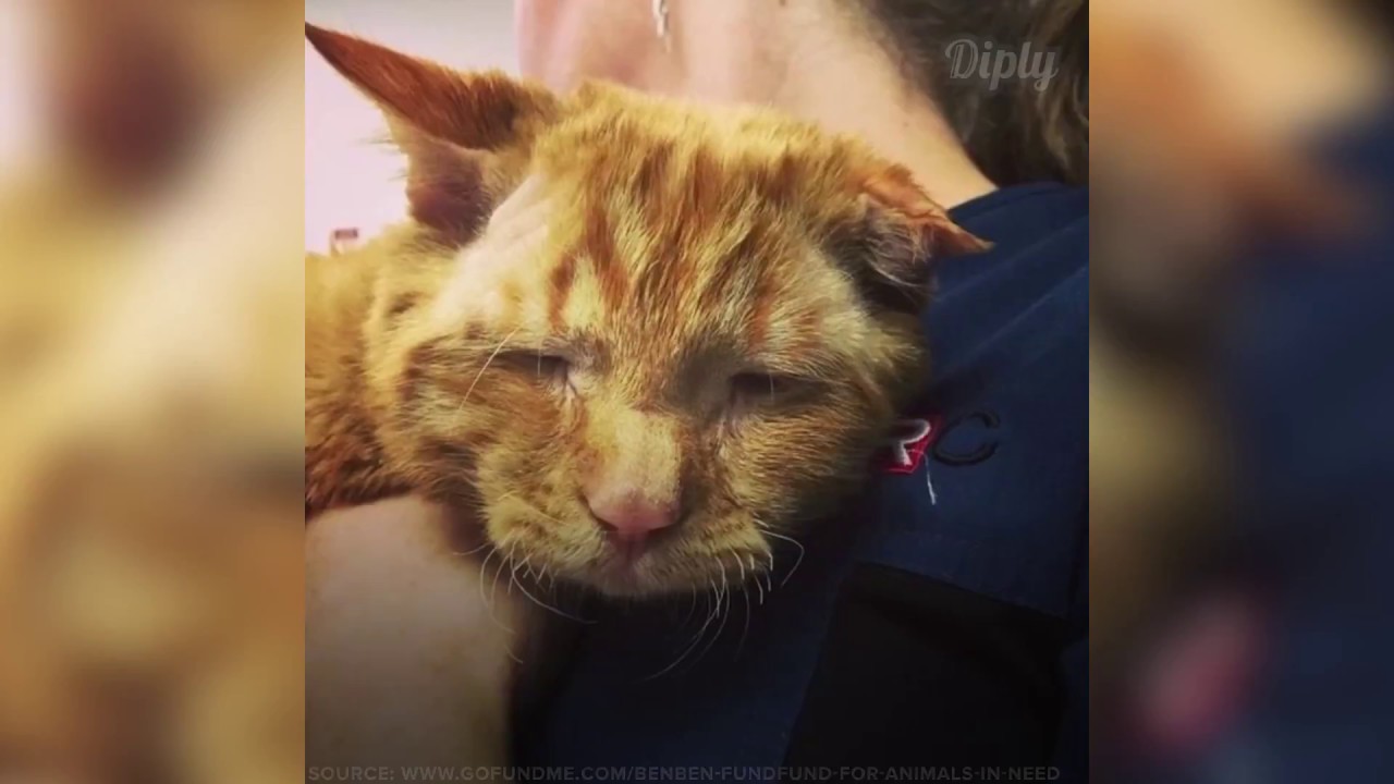 This Cat Isn't So Sad Anymore | Diply