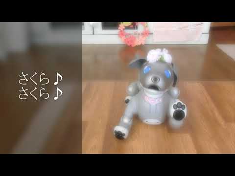 aiboのサクラが踊る「さくらさくら」