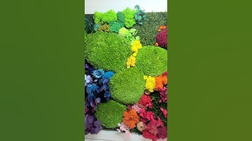 Tablou Rainbow 33x43cm decorat cu licheni multicolori, muschi plat si bombat, hortensii criogenate