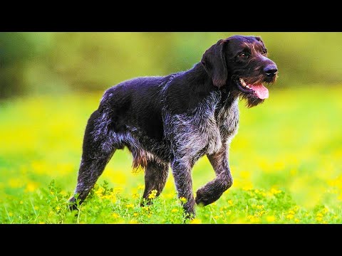 Охотничьи собаки - лучшие породы. Собаки от А до Я (DOGS FROM A TO Z)