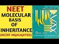 Molecular Basis of Inheritance/Class 12/NCERT/Chapter 06/Genetics/Quick Revision Series/AIIMS, NEET