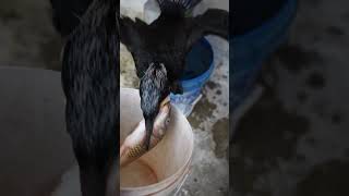 Cormorant Swallows A Gigantic Fish 🐟 Like An Oyster 😱 #Bird #Shorts  #Fishing  #Wildlife