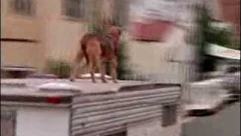 Sherlock Bones: Undercover Dog