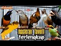 MASTERAN fAVORIT MURAI BATU  LENGKA