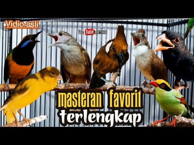 MASTERAN fAVORIT MURAI BATU  LENGKAP || TEMBAKAN SUPER KASAR TAJAM || berjedah 2jam class=