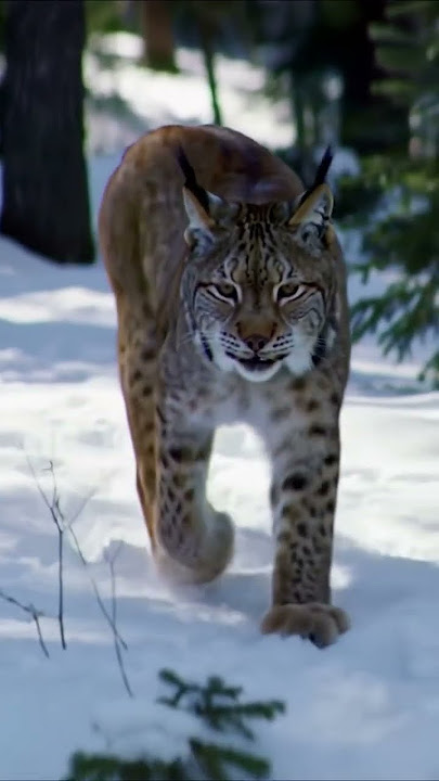 Caught in the wild: Lynx running at full speed.