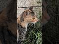 Кот пьёт воду налету Cat drinks water Смешные котики Funny cats Cute animals Nature Trend Meow Top 😹