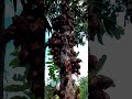 hutan kalimantan #belimbing #hutan #terlarang