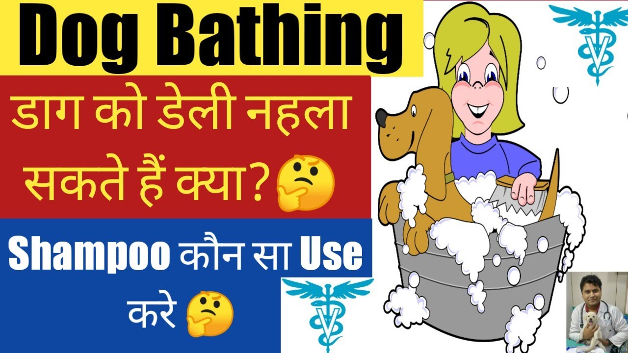 क्या डाॅग को डेली नहलाना ठीक है 🤔Is daily bath good for Dog / Dog