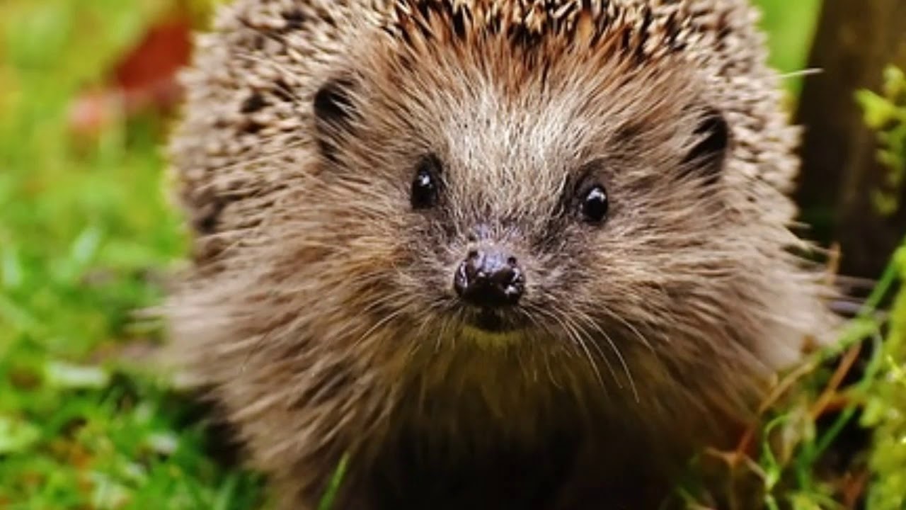 Hedgehog នៅក្នុងសុបិនមួយ។