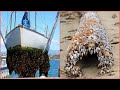 INCREDIBLE AND INGENIOUS Barnacles Removing From Ship.-SATISFYING Barnacles Removing Proces.[3].