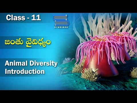జంతు వైవిద్యం – Animal Diversity | Biology Telugu | Class 11 Telugu | Bipc Telugu | Inter 1 year