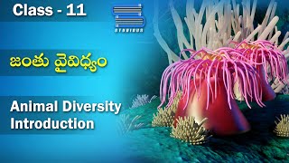 జత వవదయ Animal Diversity Biology Telugu Class 11 Telugu Bipc Telugu Inter 1 Year