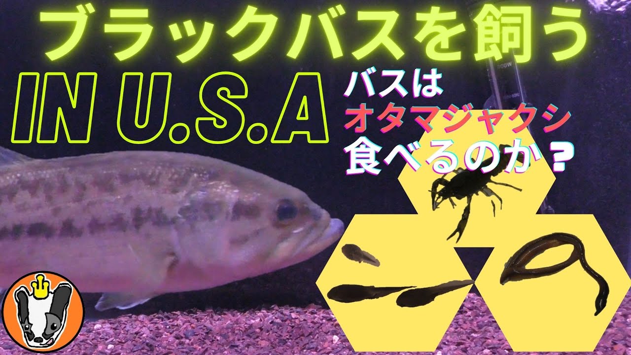 Live Feeding For Bass ブラックバスを飼う In U S A 水槽にオタマジャクシを入れてみた Youtube
