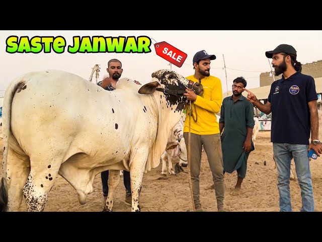 SASTE JANWAR 😍 | SALE LAG GAI 😱| MISHKAT KHAN class=