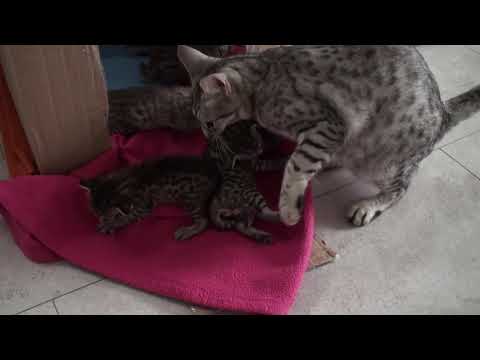 Video: Ocicat-katras Allergene, Gesondheids- En Lewensduur