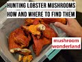 Hunting for Lobster Mushrooms, how and where to find them!