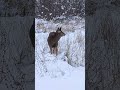 #canada #britishcolumbia #february #2026 #deer #fairmonthotel #radiumhotsprings