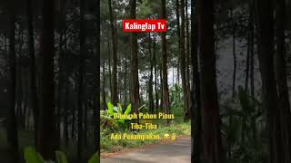DiBawah Pohon Pinus Tiba-Tiba Ada Penampakan#shorts#shortvideo