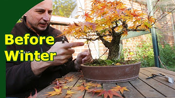 Prepare your bonsai for winter