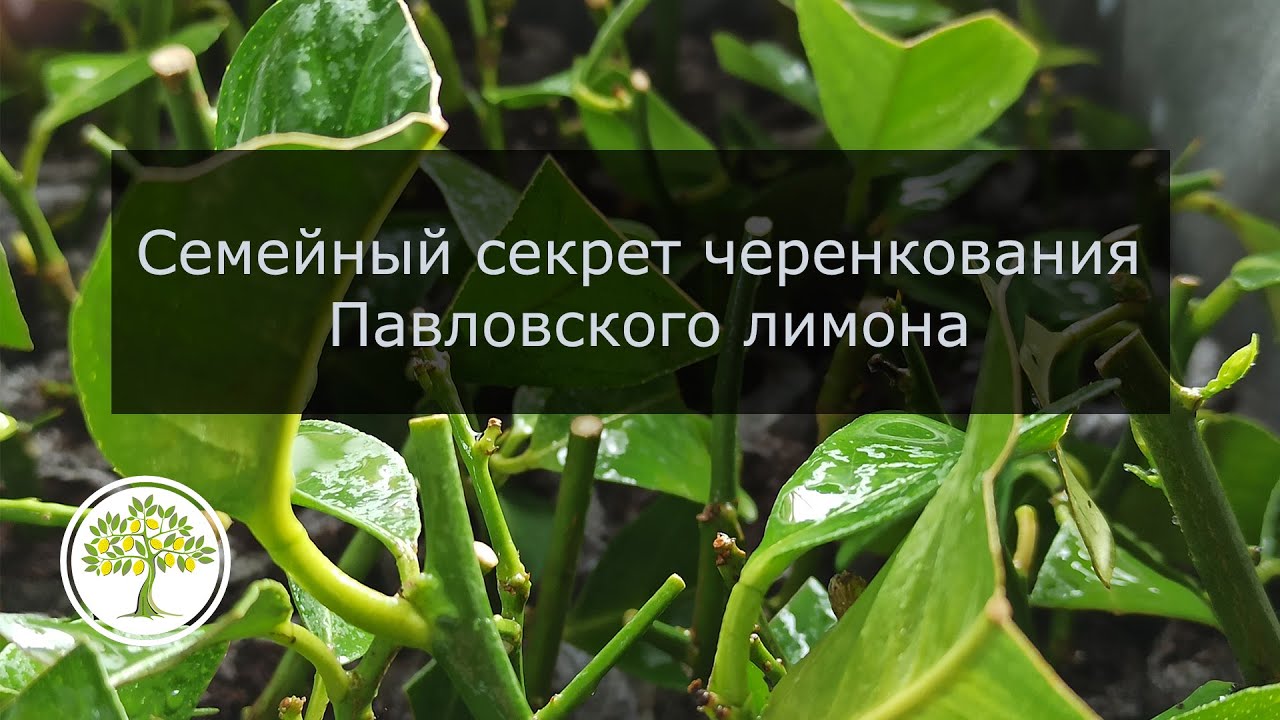 Павловский Лимон Купить Саженцы Из Питомника Екатеринбург
