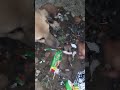 Just Born.. Mother wants her puppy back 😍😜