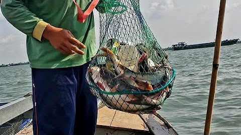 CÂU CÁ TRA SÔNG TIỀN BẰNG MỒI CHUỐI CHÍN, DÍNH CÁ PHÁT MÊ - FISHING IN THE RIVER "VIET NAM"