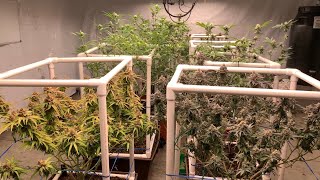 Organic Living Soil Cannabis Garden Update: Harvesting Tropaya and Where’s My Bike