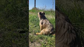 #cat #dog #pies #kot #shrots #animals #zwierzaki #cute