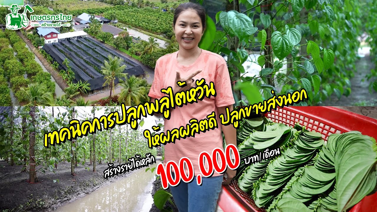ปลูกใบพลูสายพันธุ์ไต้หวัน ส่งออกต่างประเทศ สร้างรายได้หลัก 100,000 บาท/เดือน l ชมสวนเกษตรกรไทย Ep289