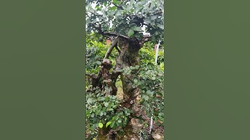 cắt tỉa lại cây duối gốc quái||châu ngọc vlog & bonsai #bonsai